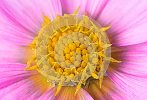 Yellow center of pink beautiful dahlia flower showing fibonacci pattern