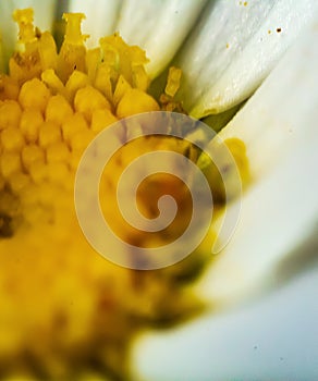 Yellow centered macro shasta daisy