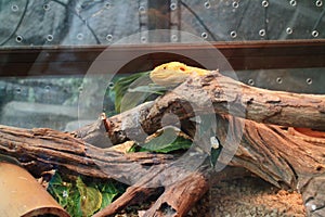 Yellow central bearded dragon
