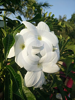 The yellow centred white flowers. photo