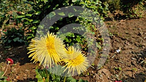 Yellow Cerebra flower in the garden