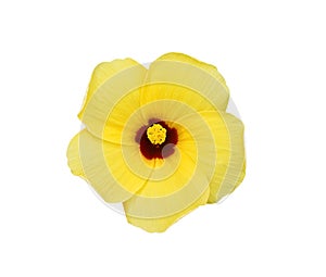Yellow chaba colorful flowers  blooming isolated on white background , clipping path top view