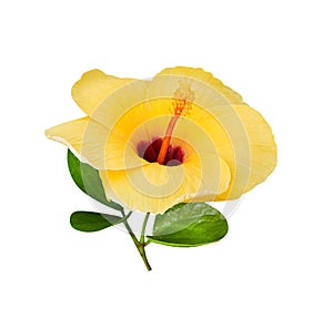 Yellow chaba colorful flowers blooming with leaf  isolated on white background , clipping path photo