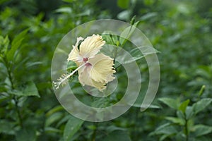 Yellow chaba flower photo