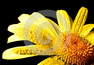 Yellow chamomile flower on black background