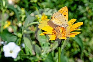 Yellow chamomile flower with butterfly on it