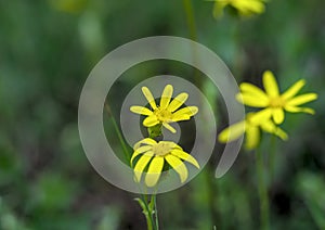 Yellow chamomile flowers in May