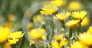 Yellow chamomile flowers in summer breeze.