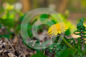 Yellow chamomile rustic flower grow up in the grass macro photography blurred background