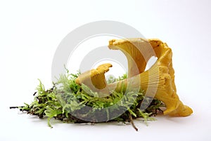 Yellow Chantarelle Mushrooms