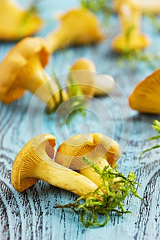 Yellow chanterelle (cantharellus cibarius) on a blue background