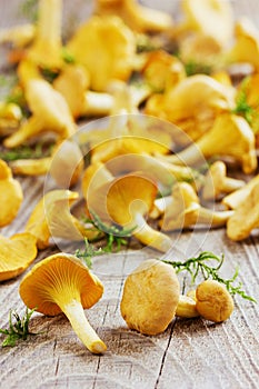 Yellow chanterelle (cantharellus cibarius) on a rustic background
