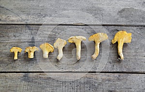 Yellow chanterelle cantharellus cibarius on a rustic wooden ba