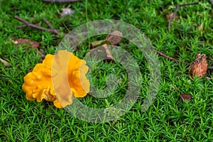 Yellow Chanterelle mushroom between common haircap moss