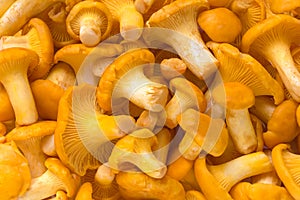 Yellow chanterelle mushrooms prepared for cooking. Close-up