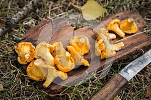 Yellow chanterelle mushrooms on wooden background. Gourmet food.