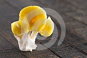 Yellow Chanterelle Mushrooms on a Wooden Table