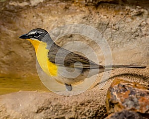 Yellow Chat visits bird bath for refreshing drink