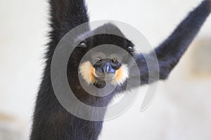 Yellow-cheeked gibbon