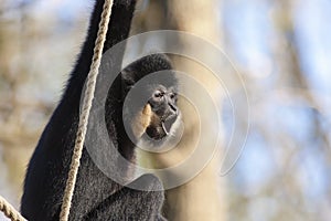 Yellow-cheeked gibbon