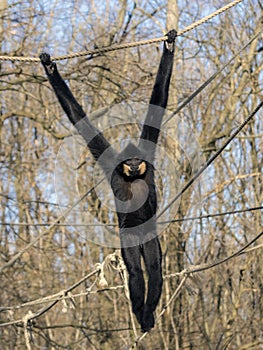 Yellow-cheeked gibbon