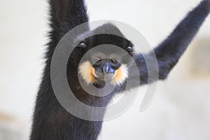 Yellow-cheeked gibbon photo