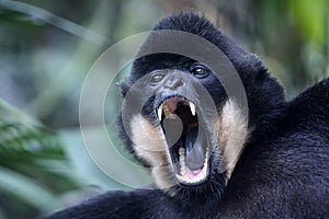 The yellow-cheeked gibbon (Nomascus gabriellae)