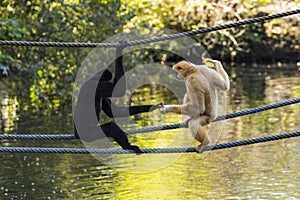 Yellow-cheeked gibbon (Nomascus gabriellae)