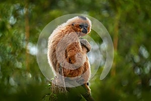 Yellow-cheeked Gibbon, Nomascus gabriellae, with grass food, orange monkey on the tree. Gibbon in the nature habitat. Monkey from