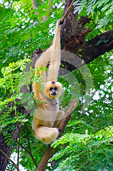 Yellow cheeked gibbon on tree