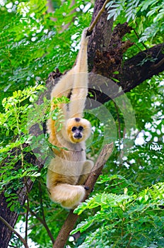 Yellow cheeked gibbon on tree photo