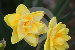 Yellow Cheerfulness Daffodil photo