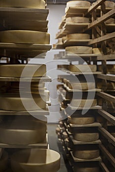 Yellow cheese heads lie on wooden shelves. Cooking process. Close-up. Soft focus. Vertical