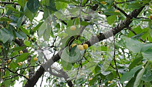 Yellow cherries on the tree