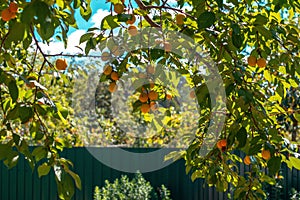 Yellow cherry plum or Myrobalan plum berries ripen on the branches of a fruit tree in the sun in the courtyard of a country house