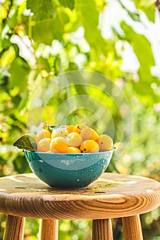 Yellow cherry plums with water drops in blue bowl