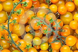 Yellow cherry tomato background