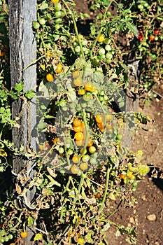 Yellow Cherry Tomatoes