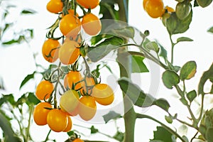 Yellow cherry tomatoes in a greenhouse cultivation for business