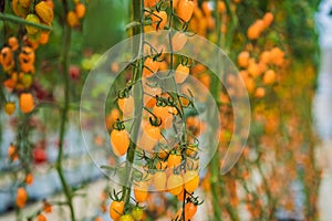 Yellow cherry tomatoes grow in the garden. Close up