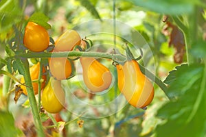 Yellow cherry tomatoes pear shaped on green branch
