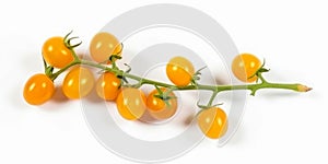 Yellow cherry tomatoes on a twig