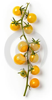 Yellow cherry tomatoes on a twig