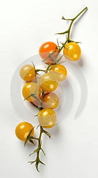 Yellow cherry tomatoes on a twig