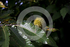 Yellow chestnut hedgehog next to green leaf on chestnut tree in forest