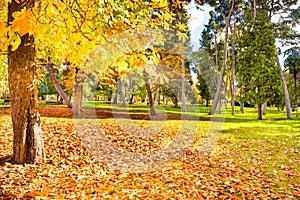 Yellow chestnut tree in autumn park