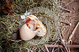 Yellow chick birth