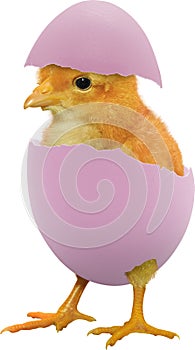 Yellow chick coming from a broken colourful painted Easter egg isolated on white transparent background PNG