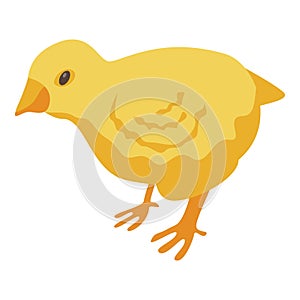 Yellow chick icon, isometric style