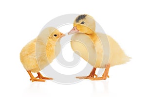 yellow chick kisses a duckling